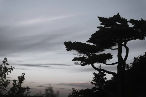Sylwetka Drzewa Acadia National Park — Zdjęcie stockowe