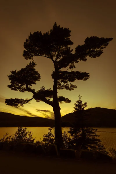 Trees Silhouettes Sunset Acadia National Park — Stock Photo, Image