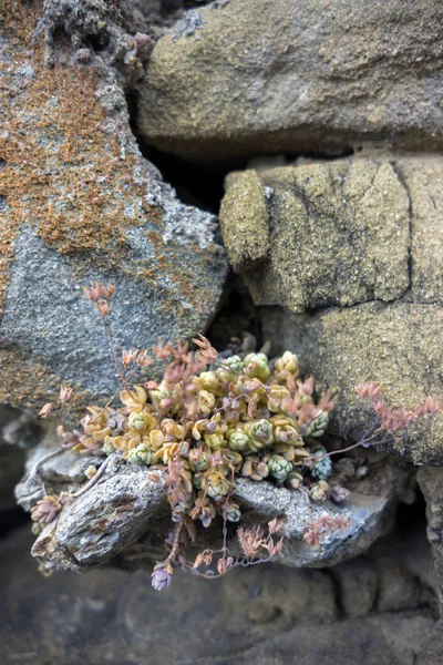 肉质植物从砂岩中生长出来 — 图库照片