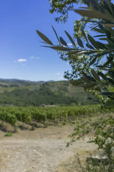 Close Olive Tree Branches Blurred Background — Stock Photo, Image