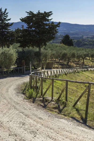 Vineyard Road Tuscan Countryside — Stock Photo, Image