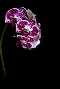 Siyah arka plan üzerinde renkli orkide yakın çekim