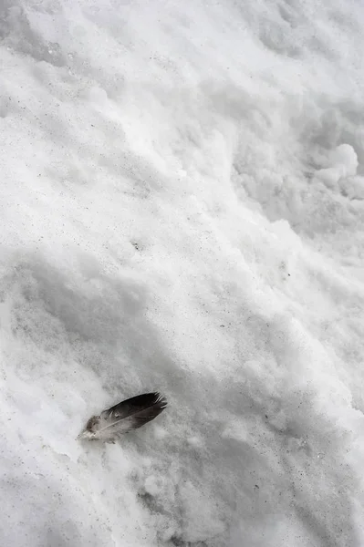 羽毛躺在肮脏的雪上 — 图库照片