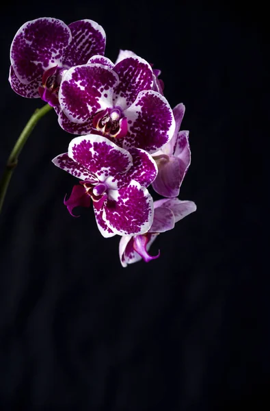 Orquídea no fundo preto — Fotografia de Stock