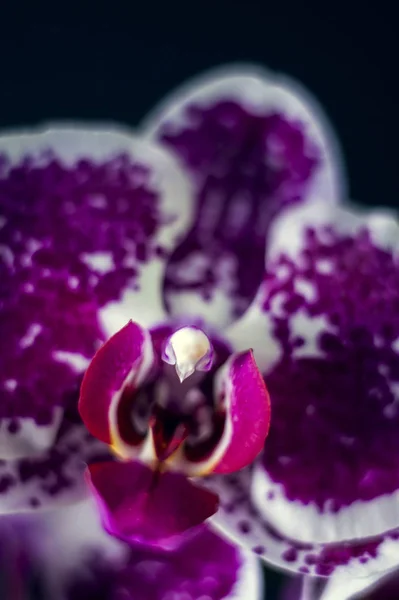 Orchidej zblízka — Stock fotografie