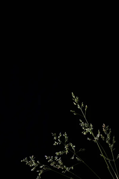 黒い背景と緑色植物のクローズ アップ — ストック写真