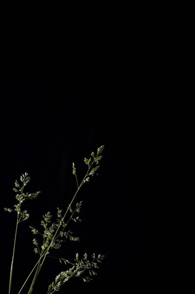 黒い背景と緑色植物のクローズ アップ — ストック写真