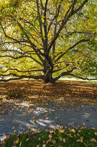 秋の公園でグリーン ツリーのビュー — ストック写真