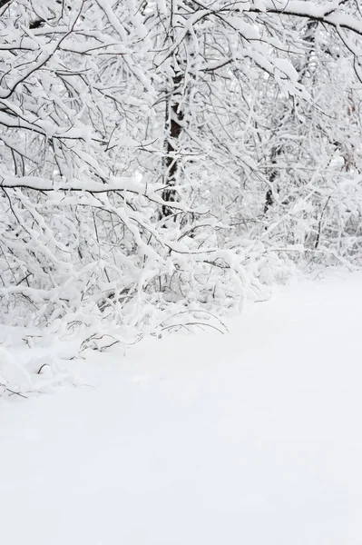 Primer Plano Los Árboles Cubiertos Nieve Bosque Invierno —  Fotos de Stock