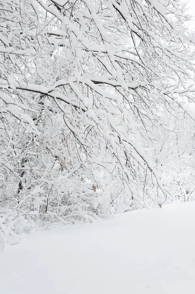 冬の森の雪に覆われた木々のクローズアップ — ストック写真