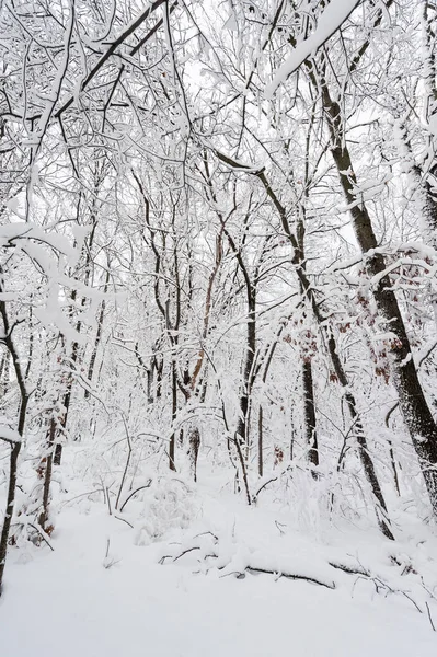 Närbild Snötäckta Träd Vinterskogen — Stockfoto