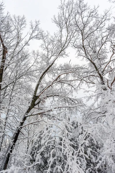 Närbild Snötäckta Träd Vinterskogen — Stockfoto