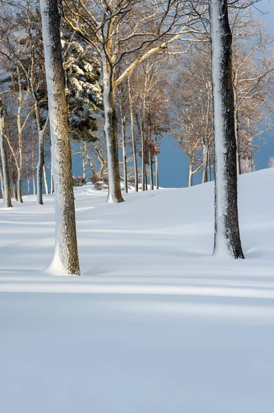 Utsikt Över Träd Vinterskogen Blue Sky Bakgrund — Stockfoto