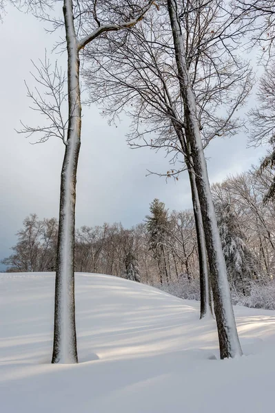 Vista Los Árboles Bosque Invierno Sobre Fondo Nublado — Foto de Stock