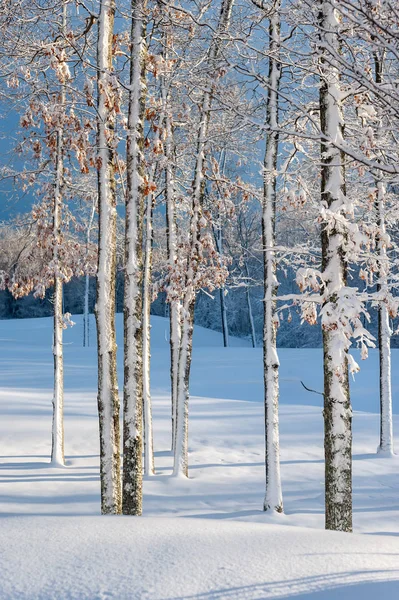 Вид Деревья Зимнем Лесу Солнечным Светом — стоковое фото