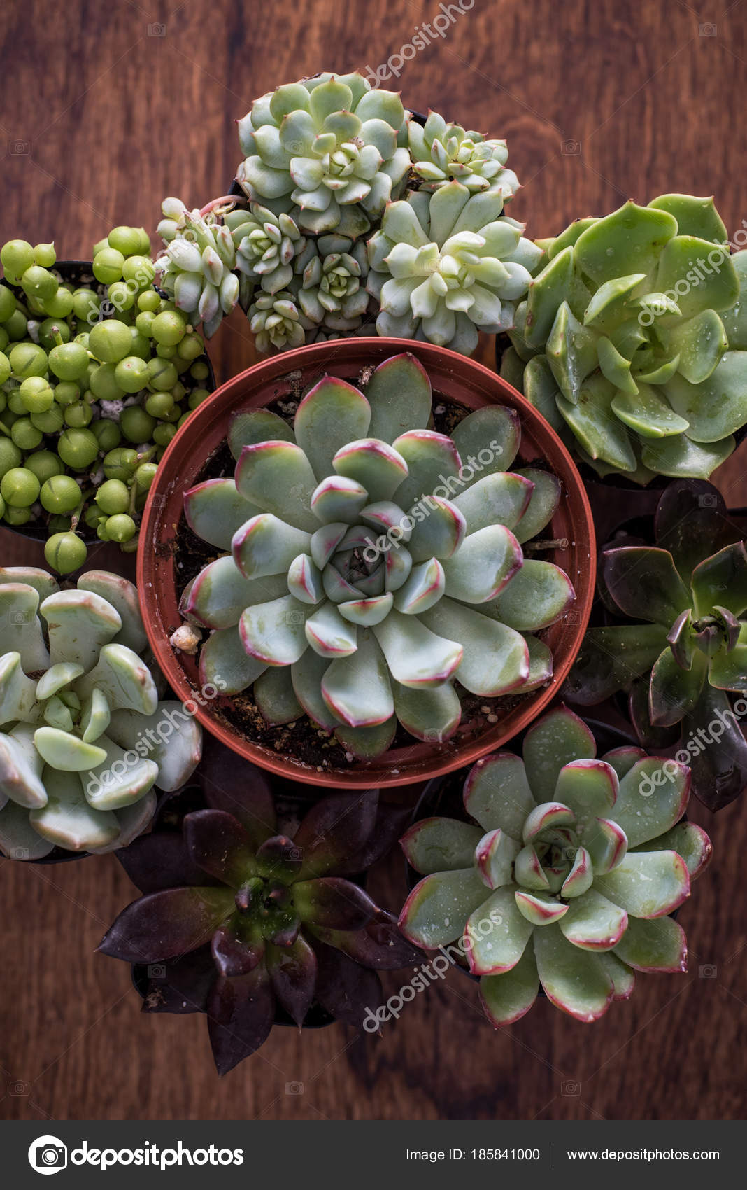 Top View Succulents Pots Wooden Background Stock Photo J0ycem Top View Succulents Pots Wooden Background Stock Photo