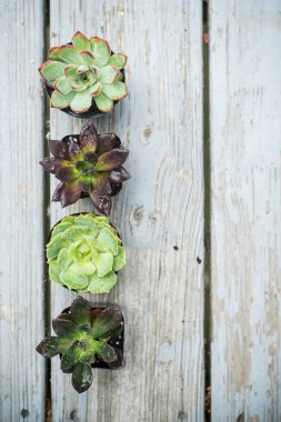 Succulents tencere üstten görünüm ahşap arka plan üzerinde