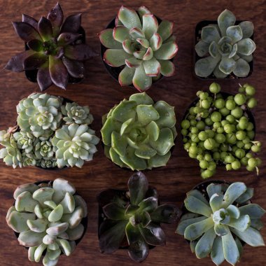 Succulents tencere üstten görünüm ahşap arka plan üzerinde