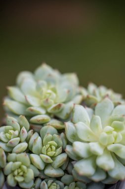 Arka plan bulanık kümede succulents, yakın çekim