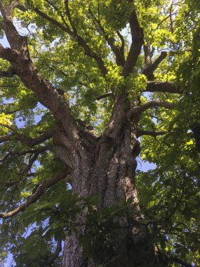 Mavi gökyüzü arka plan üzerinde yeşil ağaç düşük açılı görünüş