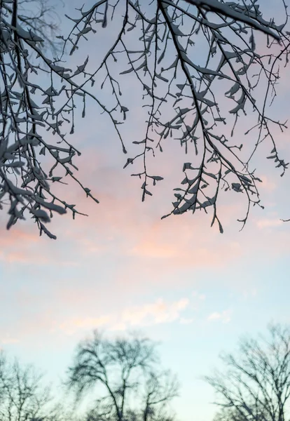 曇りの背景に木の枝のクローズ アップ — ストック写真