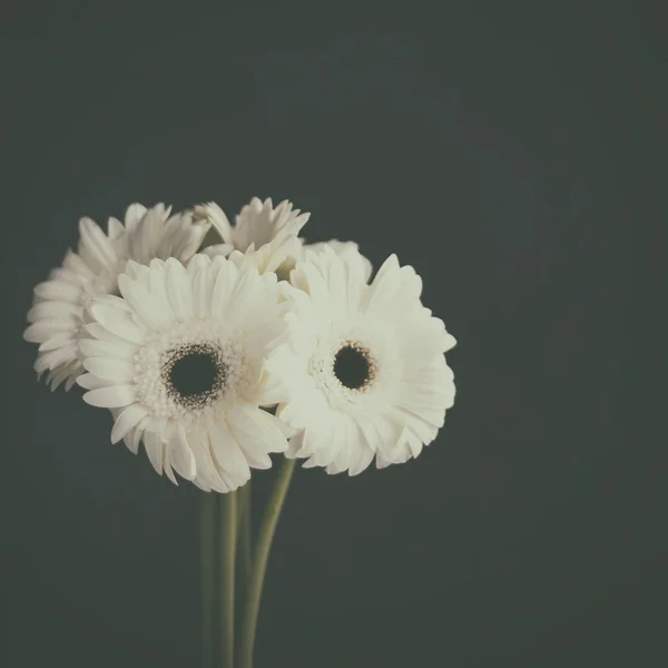 Close White Gerberas Grey Background — Stock Photo, Image