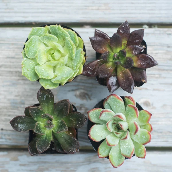 Top View Succulents Pots Wooden Background — Stock Photo, Image