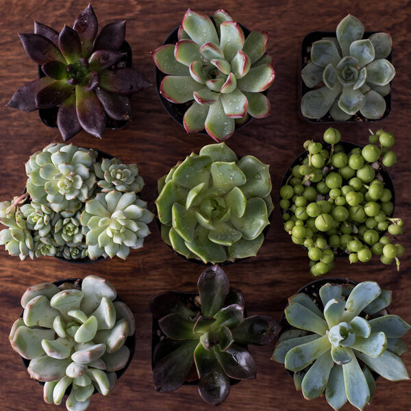 Top view of succulents in pots on wooden background