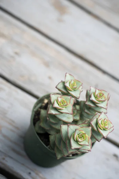 Close Succulent Leaves Blurred Background — Stock Photo, Image