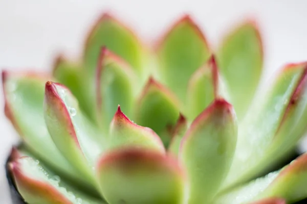 Close Succulent Leaves Blurred Background — Stock Photo, Image