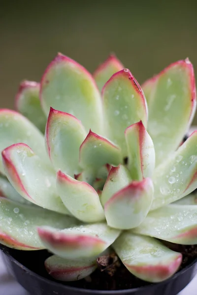 Close Succulent Leaves Blurred Background — Stock Photo, Image