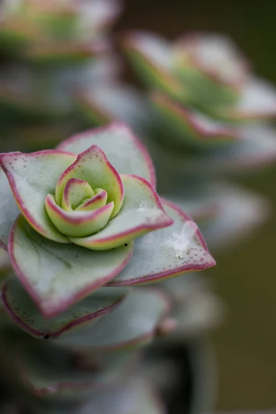 흐리게에 Succulents 클러스터의 클로즈업 — 스톡 사진