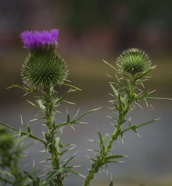 Purple Green Thistle — Stock Photo, Image