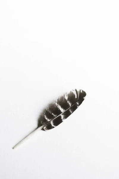 Bird Striped Feather Isolated White Background — Stock Photo, Image