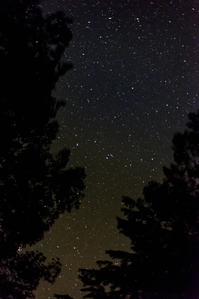 Силуэты Ветвей Деревьев Фоне Ночного Неба Звезд — стоковое фото
