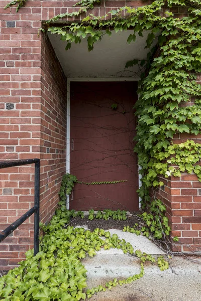 Ingresso Della Porta All Edificio Mattoni Abbandonato Con Edera — Foto Stock