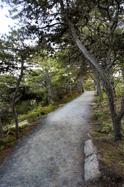 Ścieżka Między Zielonych Drzew Parku Okresie Letnim — Zdjęcie stockowe