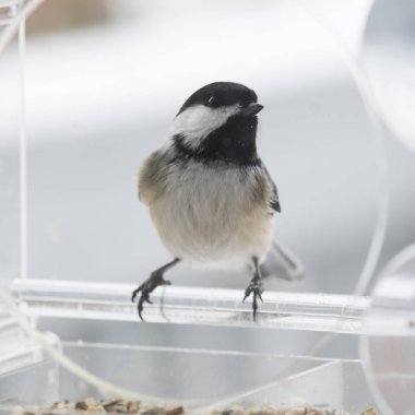 Bülbül kuşu besleyiciye siyah şapkalı