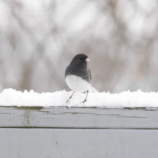 Junco Olhos Escuros Inverno — Fotografia de Stock