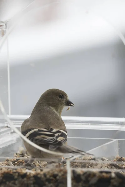 American Goldfinch Bird Feeder — Stock Photo, Image