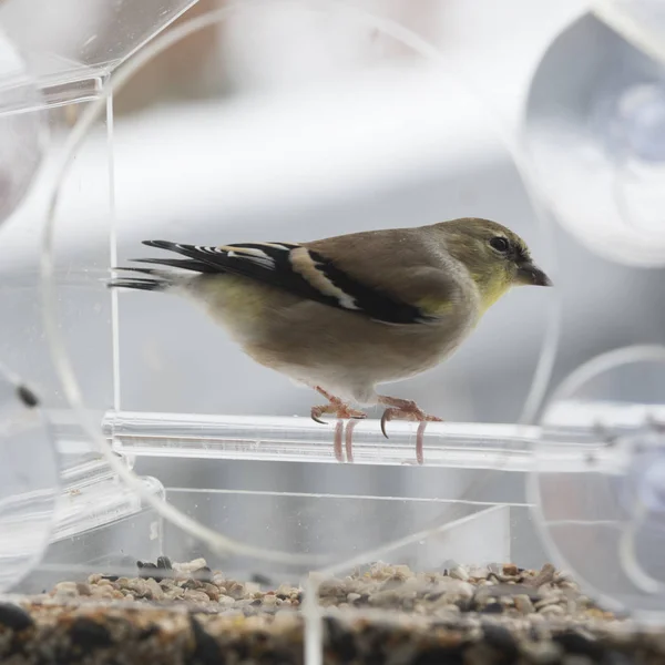 American Goldfinch Bird Feeder — Stock Photo, Image