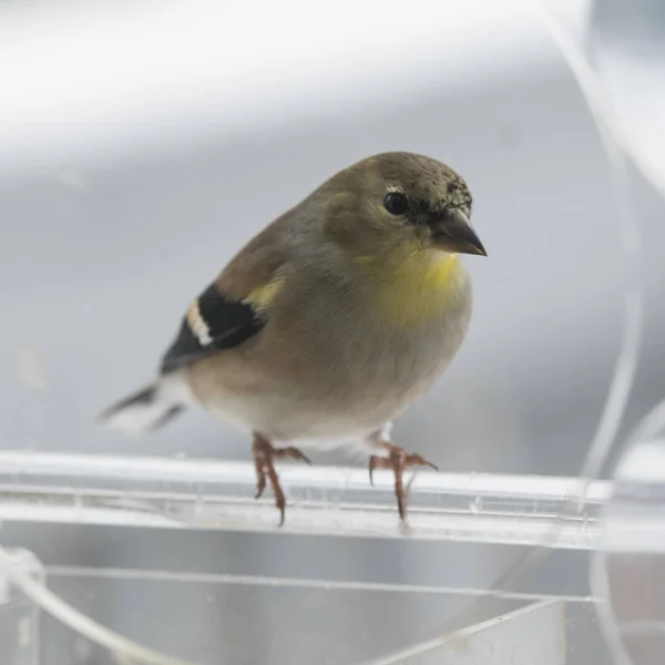 Goldfinch Americano Alimentador Pássaros — Fotografia de Stock