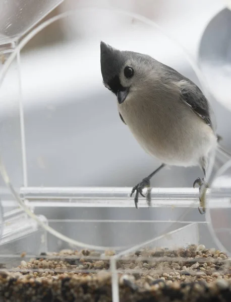 Souris Touffue Dans Mangeoire Oiseaux Hiver — Photo