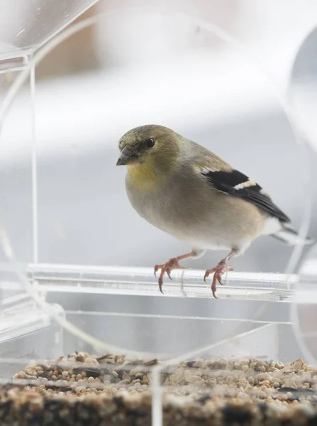 American Goldfinch Bird Feeder — Stock Photo, Image