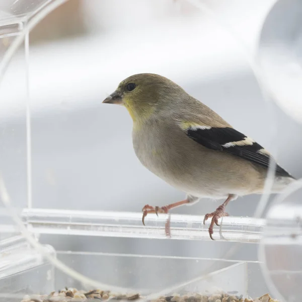 Американська Goldfinch Годівниці Птахів — стокове фото