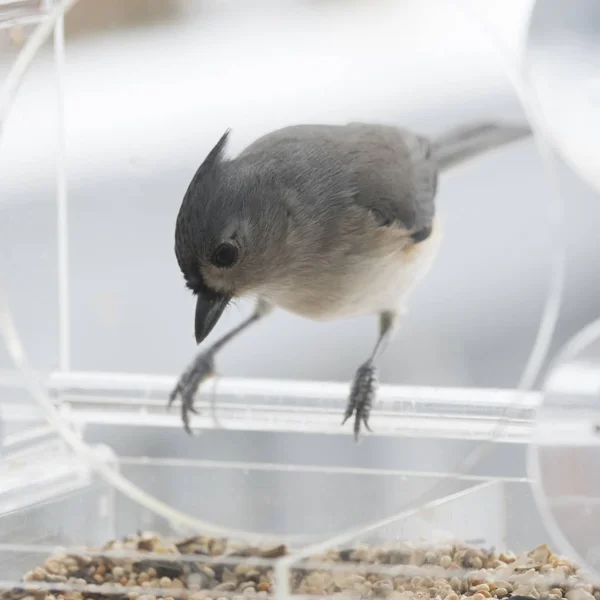 Souris Touffue Dans Mangeoire Oiseaux Hiver — Photo