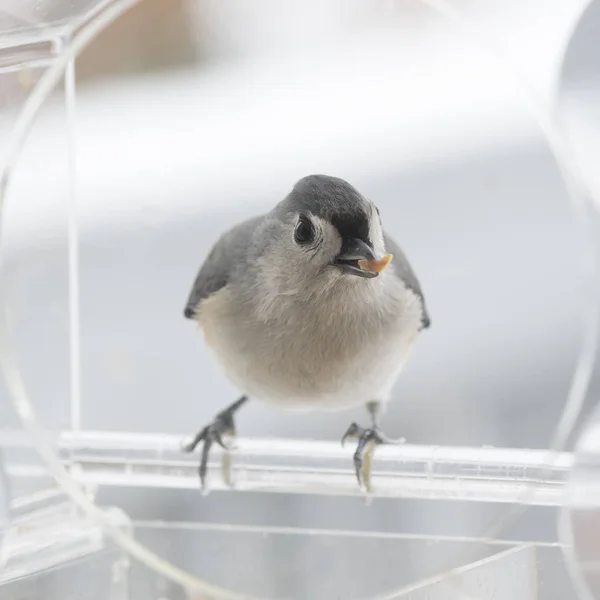 Tufted Titmouse Alimentador Pássaros Inverno — Fotografia de Stock