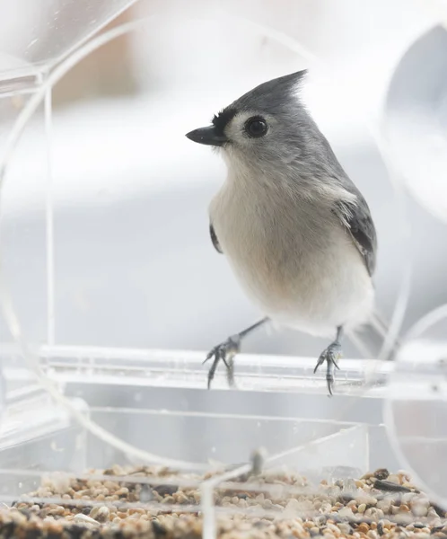 冬の鳥の送り装置でエボシガラ — ストック写真