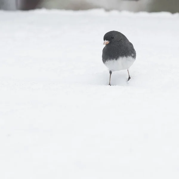 Sötét Szemű Junco Madár Télen — Stock Fotó