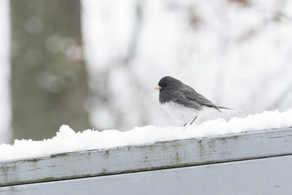 Dark Eyed Junco Bird Winter — Stock Photo, Image